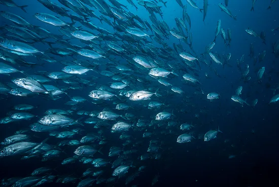 A school of fish near Camp Ngey Ngey